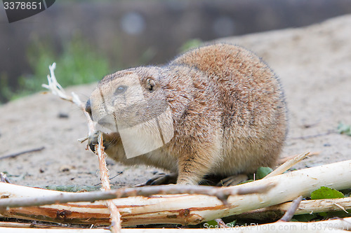 Image of Prairie dog eating