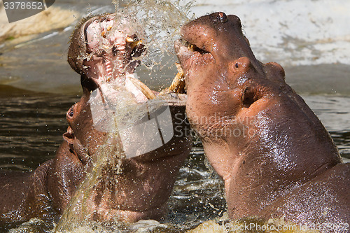 Image of Two fighting hippos (Hippopotamus amphibius)