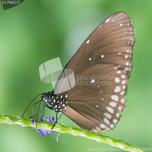 Image of Butterfly resting (Euploea core)