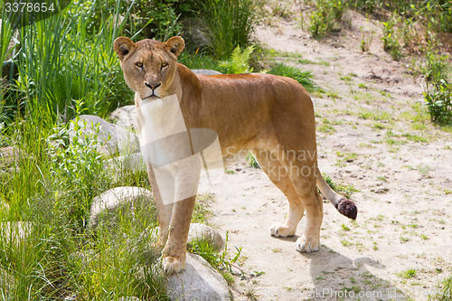 Image of Large lioness in green environment