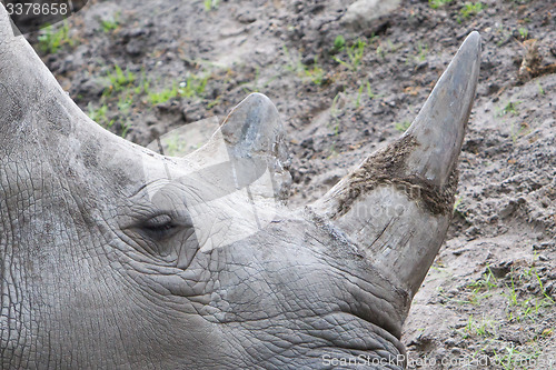 Image of Close-up of a white rhino