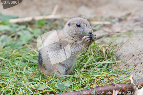 Image of Prairie dog eating