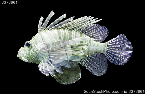 Image of Pterois volitans, Lionfish - Isolated on black