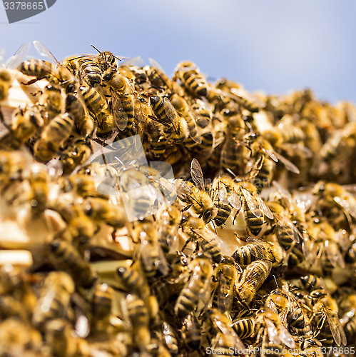 Image of Bees!