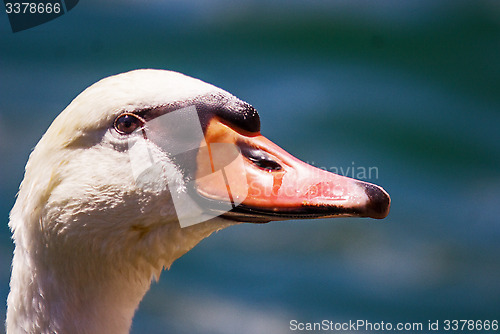 Image of Closeup of a mute swan