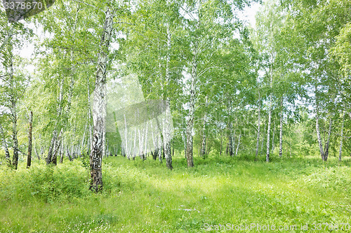 Image of birch forest