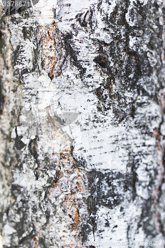 Image of birch bark