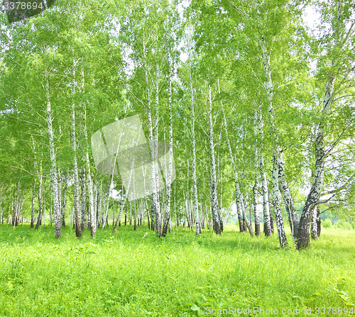 Image of birch forest