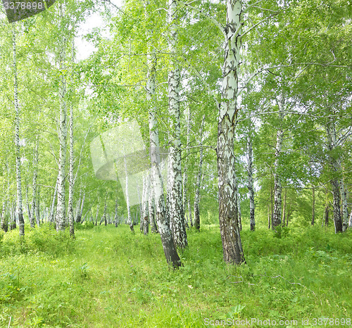 Image of birch forest