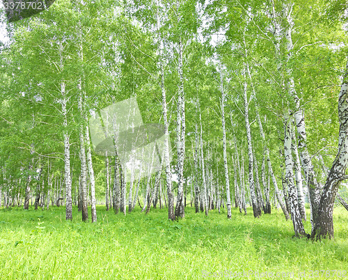 Image of birch forest