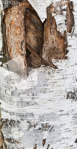 Image of birch bark