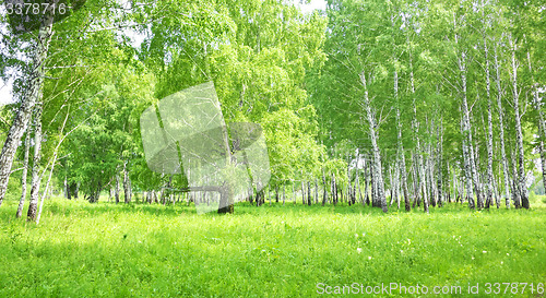 Image of birch forest