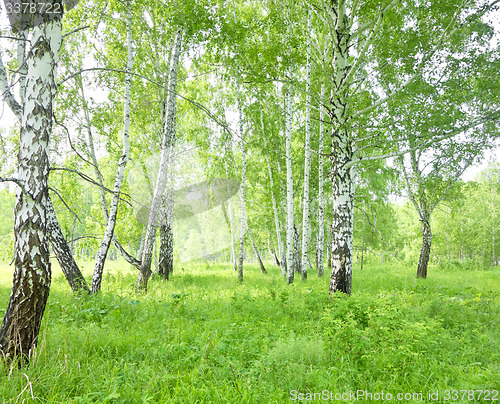 Image of birch forest