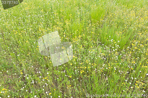 Image of field summer flowers