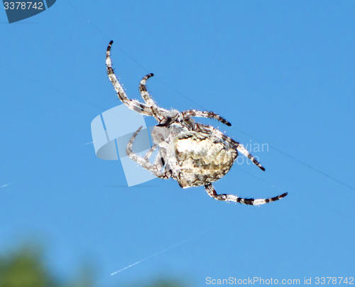 Image of spider