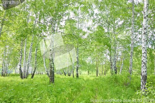 Image of birch forest
