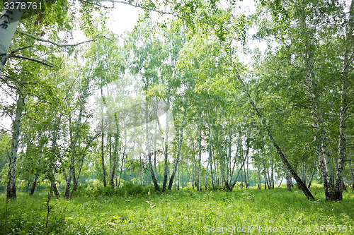 Image of birch forest