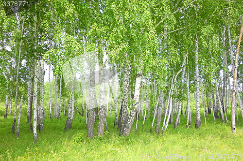 Image of birch forest