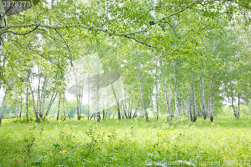 Image of birch forest