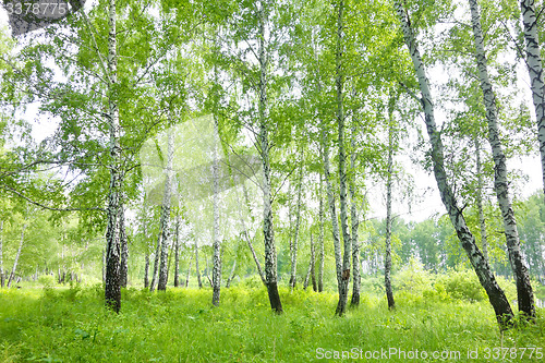 Image of birch forest