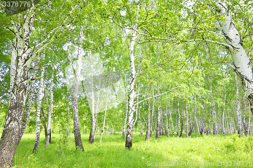 Image of birch forest