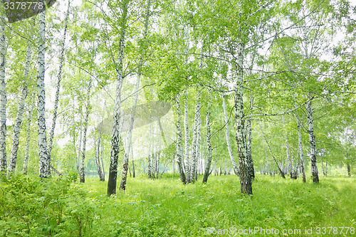 Image of birch forest