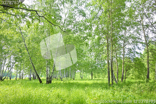 Image of birch forest