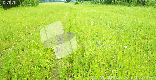 Image of green field