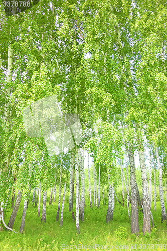 Image of birch forest