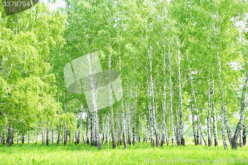 Image of birch forest