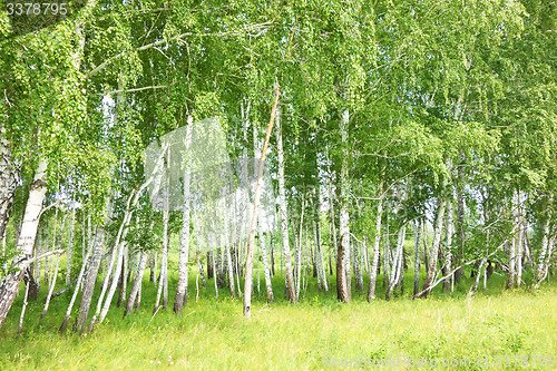 Image of birch forest