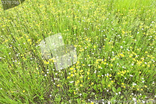 Image of field flowers