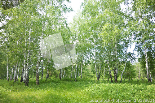 Image of birch forest