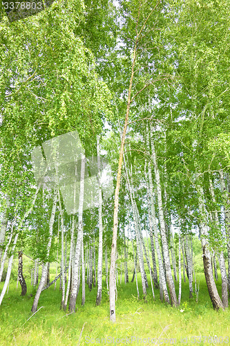 Image of birch forest