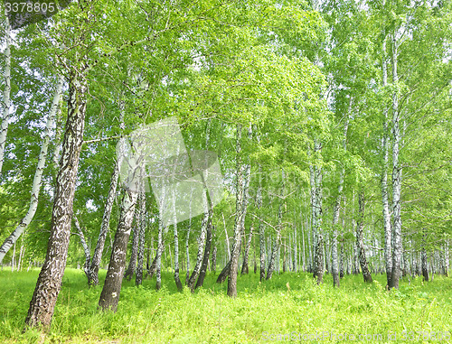 Image of birch forest