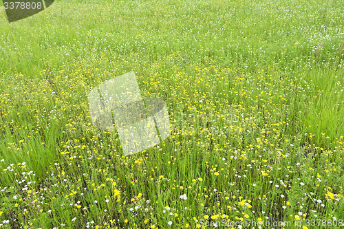 Image of field flowers