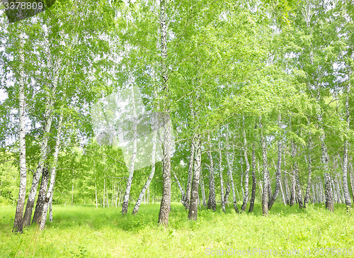 Image of birch forest