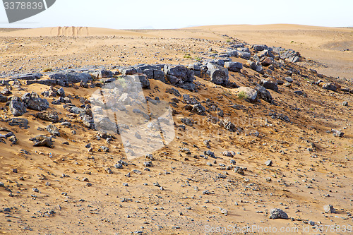 Image of  old fossil in  the   of morocco sahara 