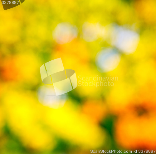 Image of  white in london yellow flower field background