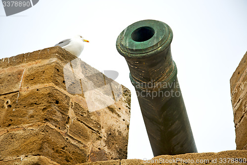 Image of in africa morocco  green bronze cannon bird