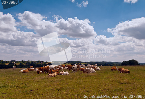 Image of Group of cattle 