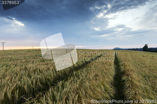 Image of Evening landscape in summer