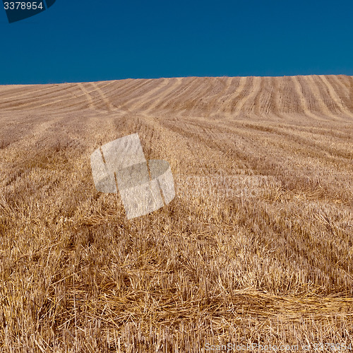 Image of Harvested field