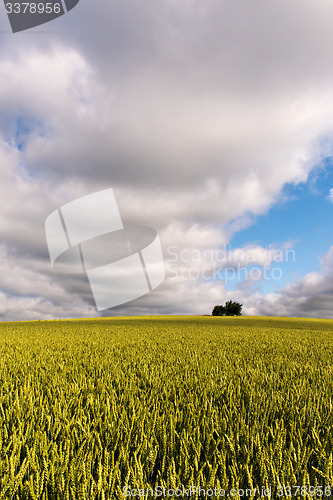 Image of Summer landscape