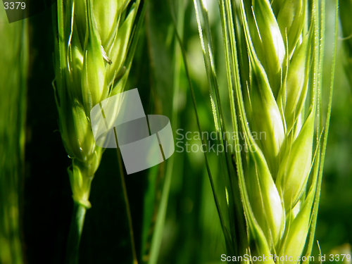 Image of barley ears