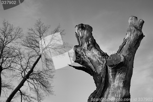 Image of trunk and trees