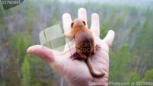 Image of Little squirrel and view from his nest at habitat 1