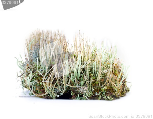 Image of natural moss decoration on white background