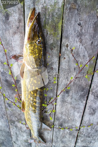 Image of pike trophy fishing beautiful