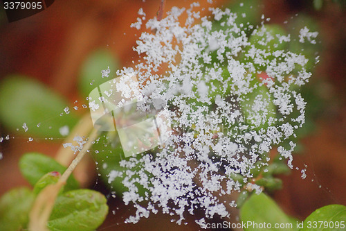 Image of Snow on the web   return of winter